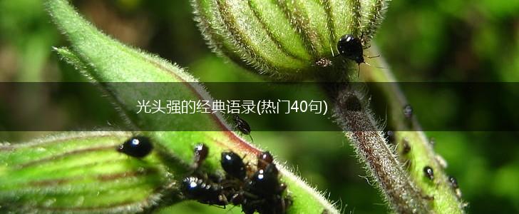 光头强的经典语录(热门40句),第1张