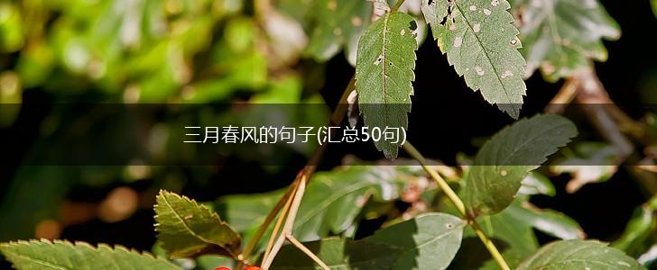 三月春风的句子(汇总50句),第1张