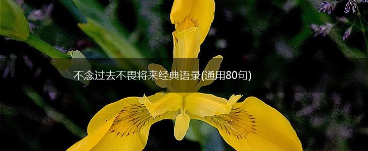 不念过去不畏将来经典语录(通用80句),第1张
