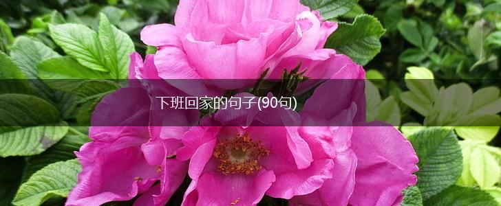 下班回家的句子(90句),第1张