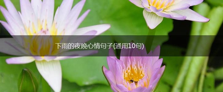 下雨的夜晚心情句子(通用10句),第1张