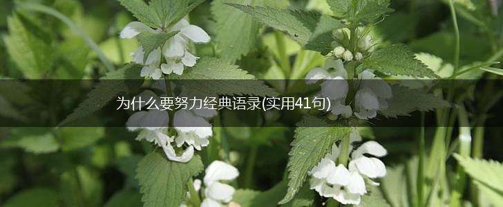 为什么要努力经典语录(实用41句),第1张