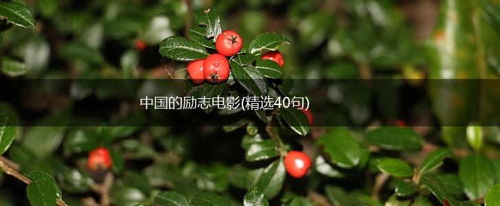 中国的励志电影(精选40句),第1张