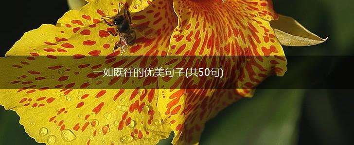 一如既往的优美句子(共50句),第1张