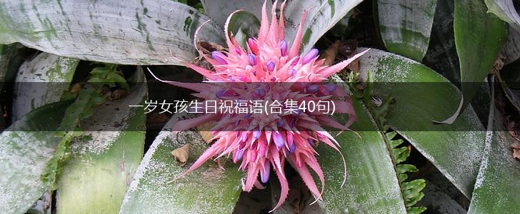一岁女孩生日祝福语(合集40句),第1张