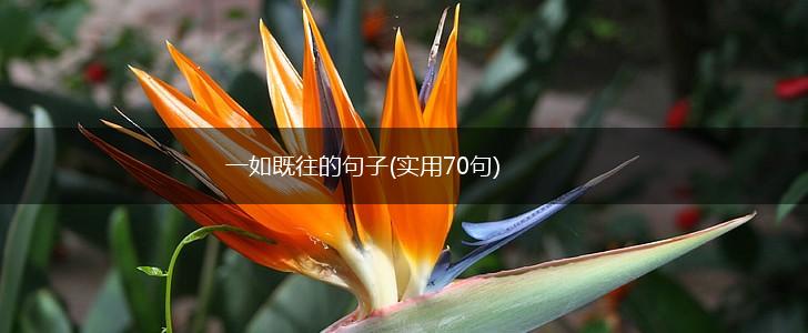 一如既往的句子(实用70句),第1张