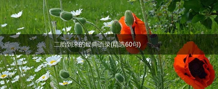二胎到来的经典语录(精选60句),第1张