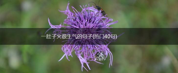 一肚子火很生气的句子(热门40句),第1张