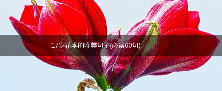 17岁花季的唯美句子(必备60句),第1张