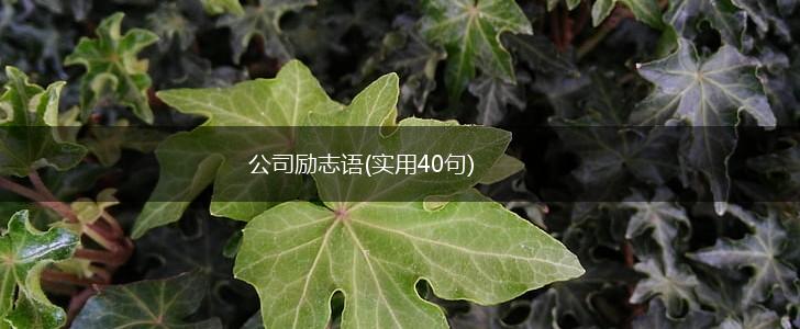 公司励志语(实用40句),第1张