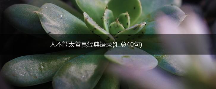 人不能太善良经典语录(汇总40句),第1张