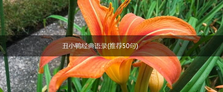 丑小鸭经典语录(推荐50句),第1张