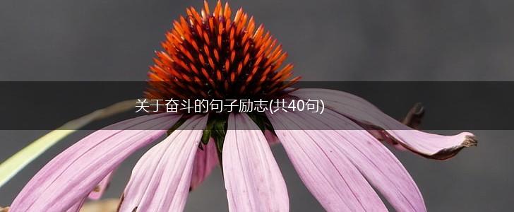 关于奋斗的句子励志(共40句),第1张