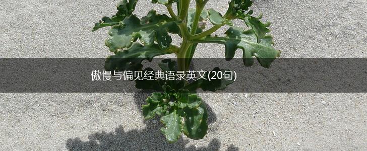傲慢与偏见经典语录英文(20句),第1张