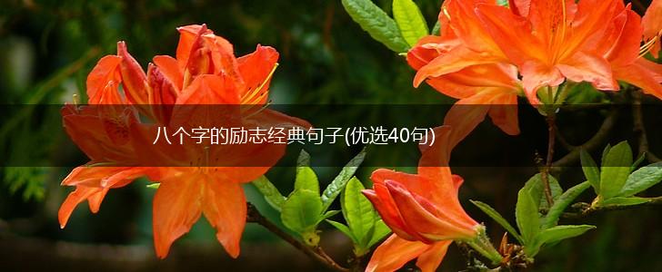 八个字的励志经典句子(优选40句),第1张