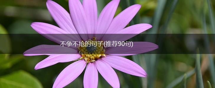 不争不抢的句子(推荐90句),第1张