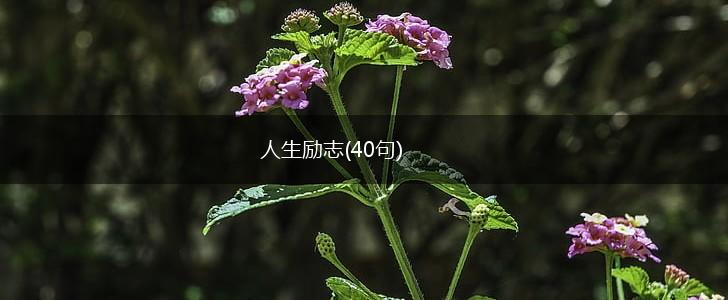 人生励志(40句),第1张