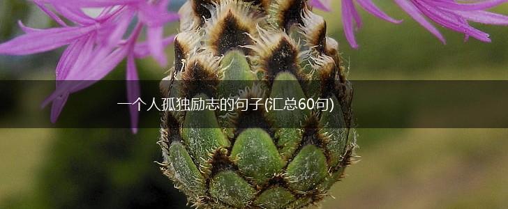 一个人孤独励志的句子(汇总60句),第1张