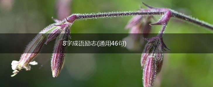 8字成语励志(通用46句),第1张
