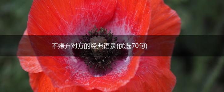 不嫌弃对方的经典语录(优选70句),第1张