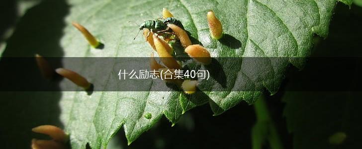 什么励志(合集40句),第1张