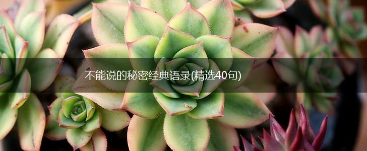 不能说的秘密经典语录(精选40句),第1张