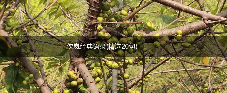 侠岚经典语录(精选20句),第1张