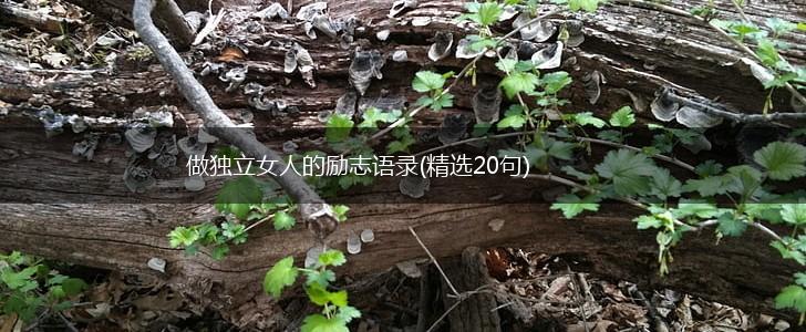 做独立女人的励志语录(精选20句),第1张