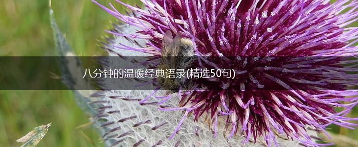 八分钟的温暖经典语录(精选50句),第1张