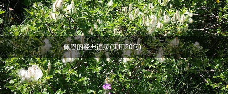 佩恩的经典语录(实用20句),第1张