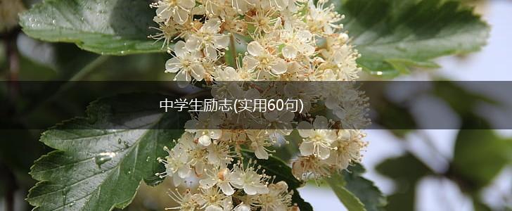 中学生励志(实用60句),第1张