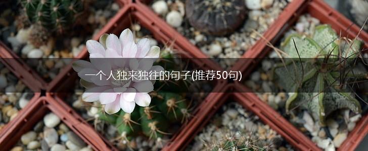 一个人独来独往的句子(推荐50句),第1张
