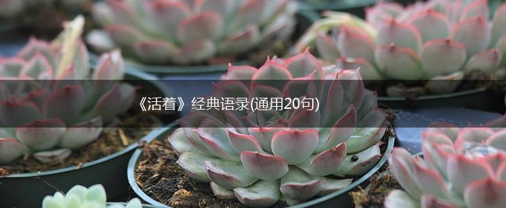 《活着》经典语录(通用20句),第1张