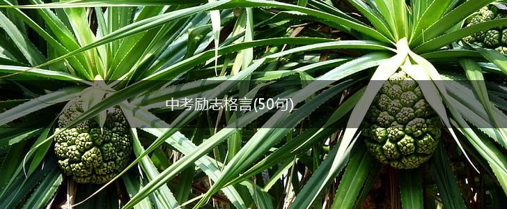 中考励志格言(50句),第1张