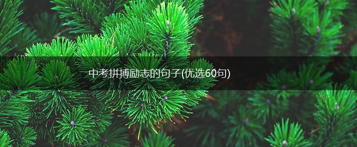 中考拼搏励志的句子(优选60句),第1张