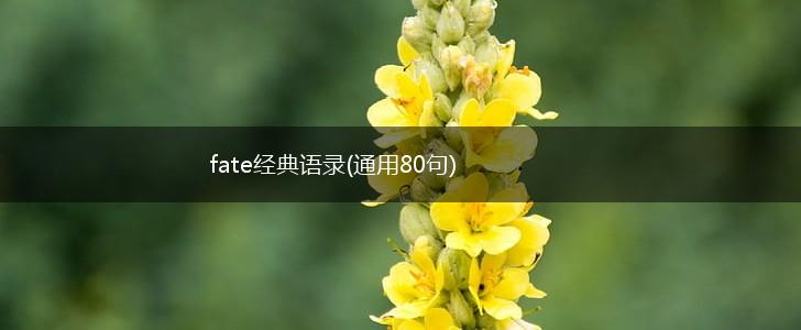fate经典语录(通用80句),第1张