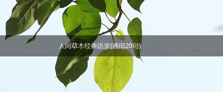 人间草木经典语录(通用20句),第1张