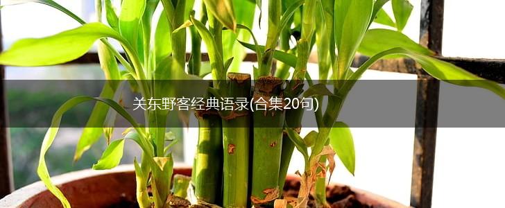 关东野客经典语录(合集20句),第1张