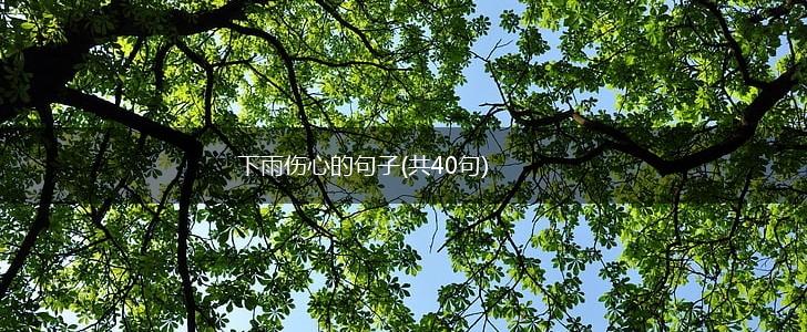 下雨伤心的句子(共40句),第1张