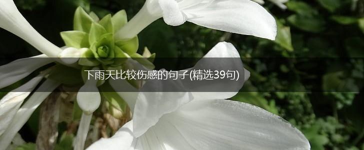 下雨天比较伤感的句子(精选39句),第1张
