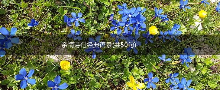 亲情诗句经典语录(共50句),第1张
