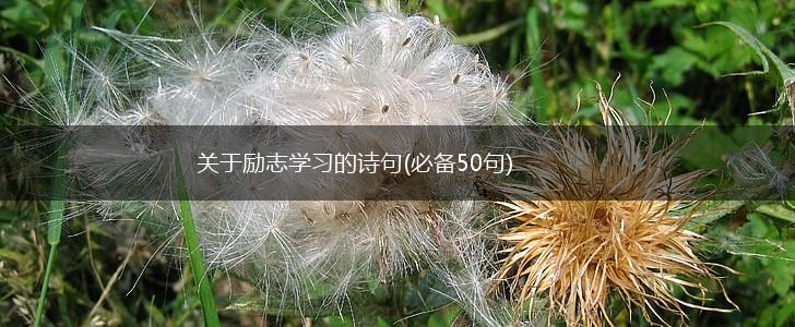 关于励志学习的诗句(必备50句),第1张