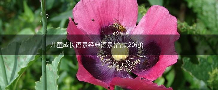 儿童成长语录经典语录(合集20句),第1张