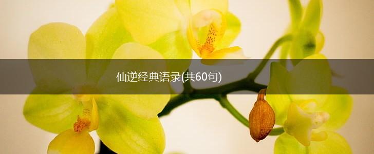 仙逆经典语录(共60句),第1张