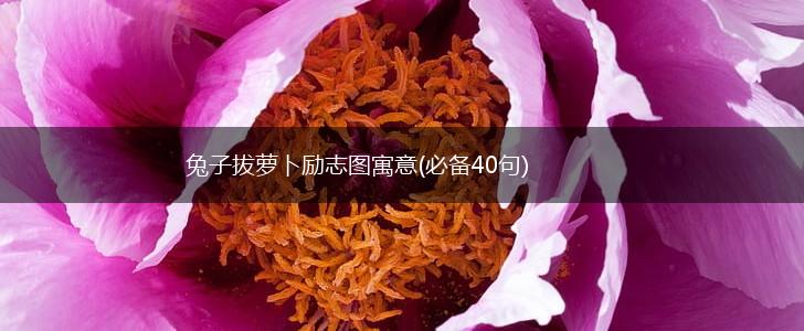 兔子拔萝卜励志图寓意(必备40句),第1张