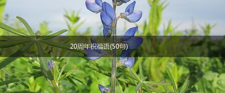 20周年祝福语(50句),第1张
