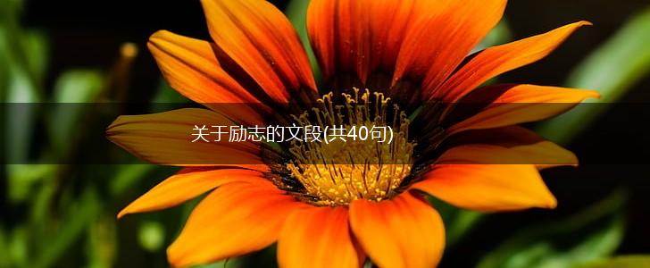 关于励志的文段(共40句),第1张