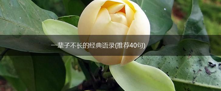 一辈子不长的经典语录(推荐40句),第1张