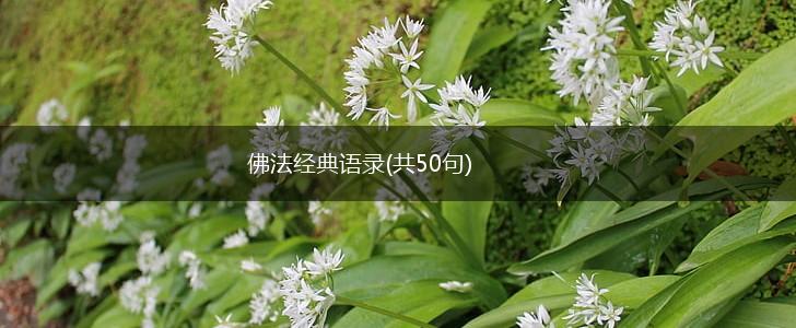 佛法经典语录(共50句),第1张