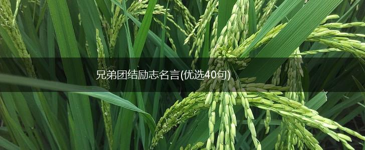 兄弟团结励志名言(优选40句),第1张